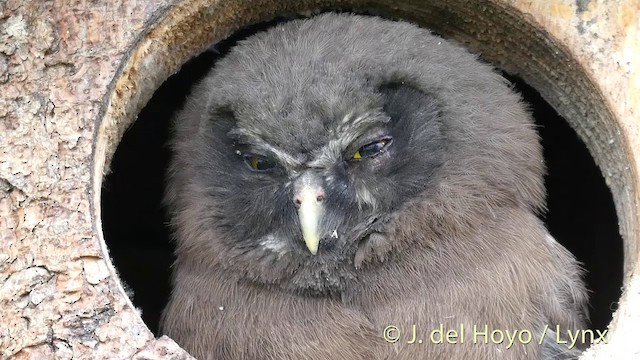 Boreal Owl (Tengmalm's) - ML201411771