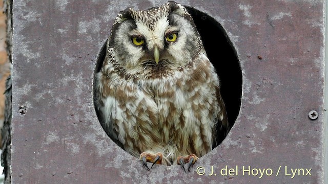 Boreal Owl (Tengmalm's) - ML201411791