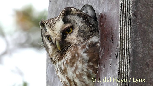 Boreal Owl (Tengmalm's) - ML201411821