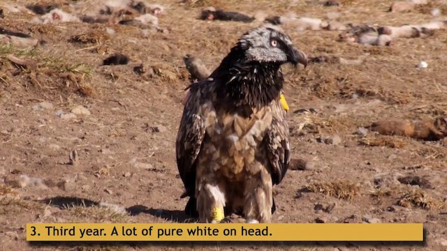 Bearded Vulture (Eurasian) - ML201412011