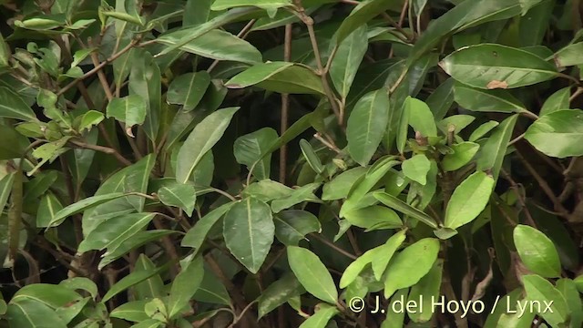 Rufous-faced Warbler - ML201412021