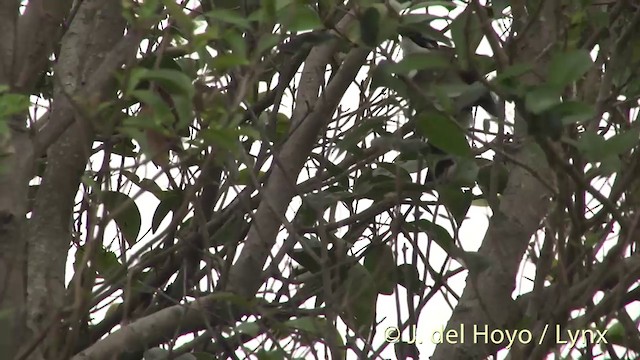 Çin Arapbülbülü (sinensis) - ML201412151