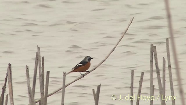 Daurian Redstart - ML201412231