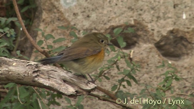 Red-flanked Bluetail - ML201412331
