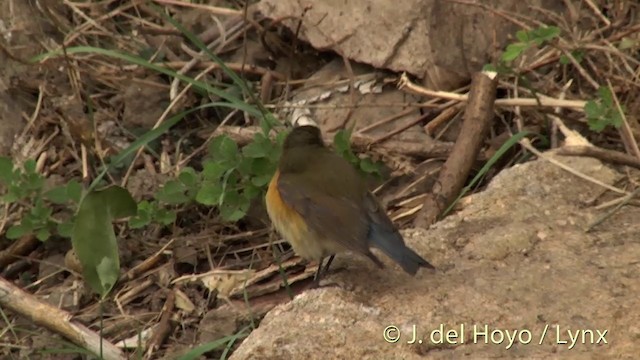 Red-flanked Bluetail - ML201412381