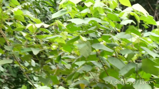 Монарх рудоволий (підвид bimaculatus) - ML201412521