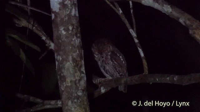 Moluccan Scops-Owl (Moluccan) - ML201412531