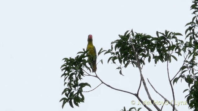 Great-billed Parrot - ML201412611