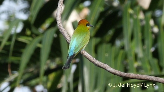 Rainbow Bee-eater - ML201412861