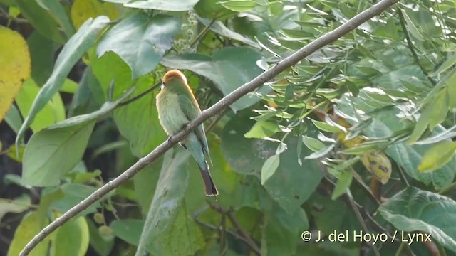 Rainbow Bee-eater - ML201412871