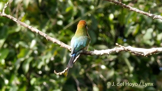 Rainbow Bee-eater - ML201412881