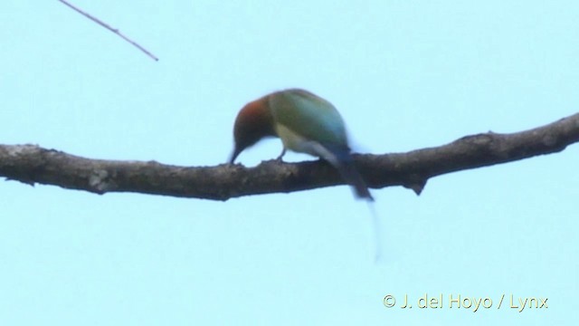 Rainbow Bee-eater - ML201412901