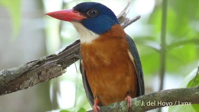 Green-backed Kingfisher (Blue-headed) - ML201412951