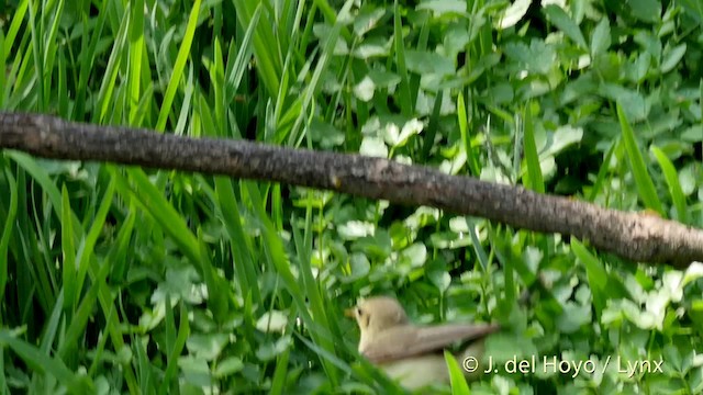 Melodious Warbler - ML201413141