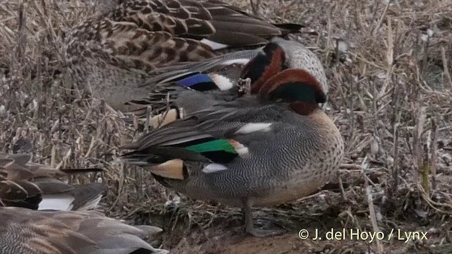 Green-winged Teal (Eurasian) - ML201413491