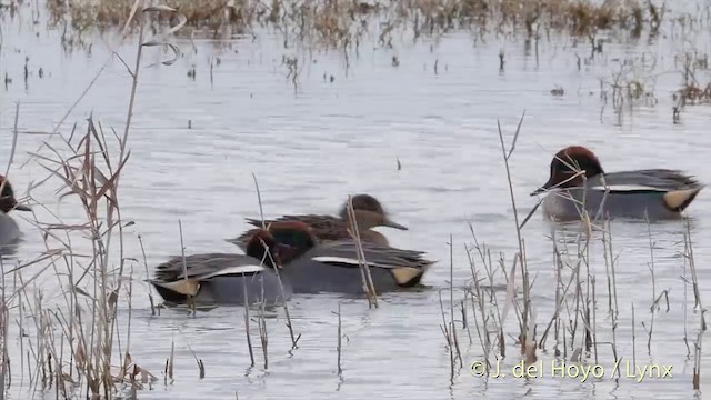 Green-winged Teal (Eurasian) - ML201413501