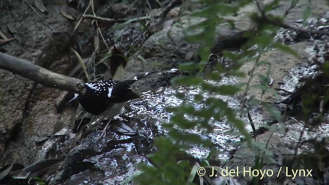 Spotted Forktail - ML201414111