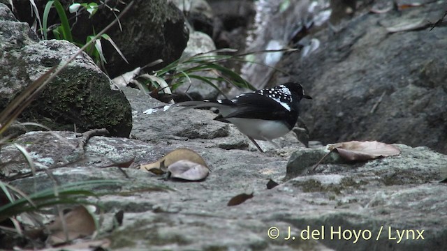 Spotted Forktail - ML201414121