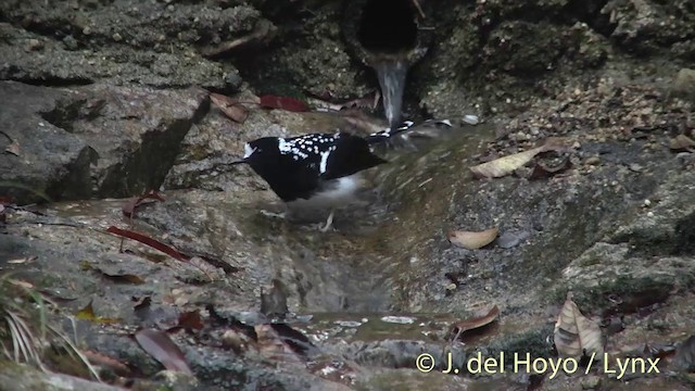 Spotted Forktail - ML201414131