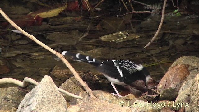 Spotted Forktail - ML201414141