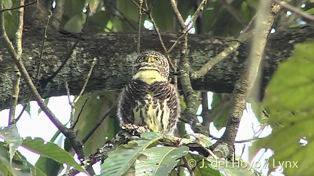 Collared Owlet - ML201414171