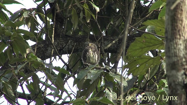Güney Asya Serçe Baykuşu - ML201414181