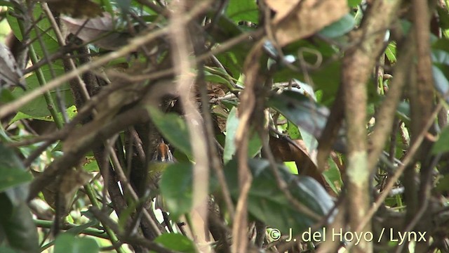 Chestnut-crowned Warbler - ML201414281
