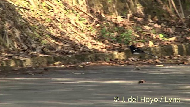 White-crowned Forktail (Northern) - ML201414451