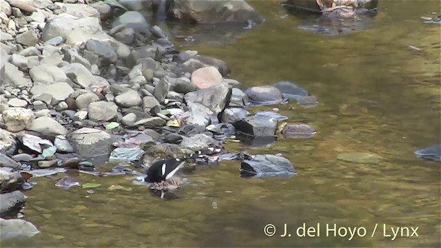 White-crowned Forktail (Northern) - ML201414461