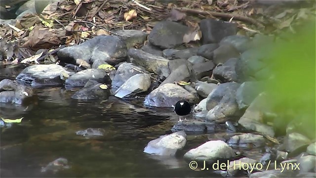 White-crowned Forktail (Northern) - ML201414471