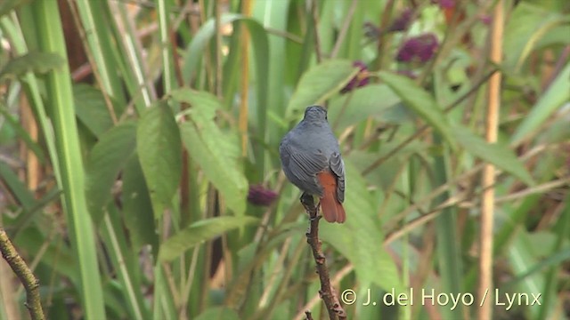  - Plumbeous Redstart