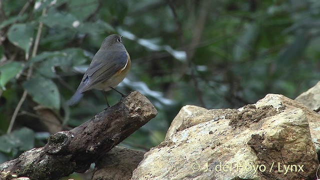 Red-flanked Bluetail - ML201414601