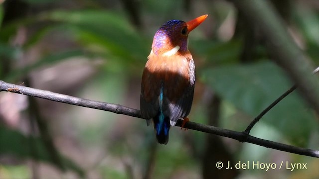 Sulawesi Dwarf-Kingfisher - ML201414631