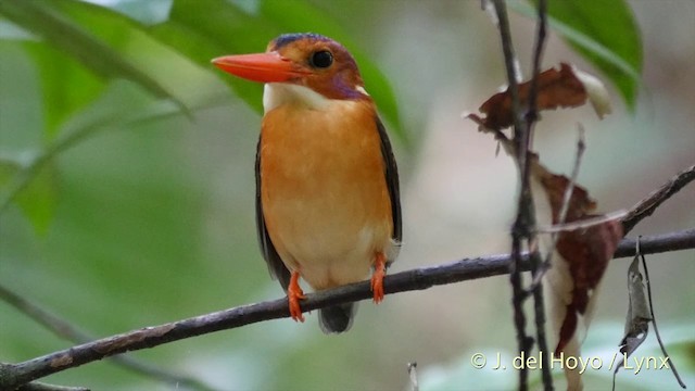 Sulawesi Dwarf-Kingfisher - ML201414651