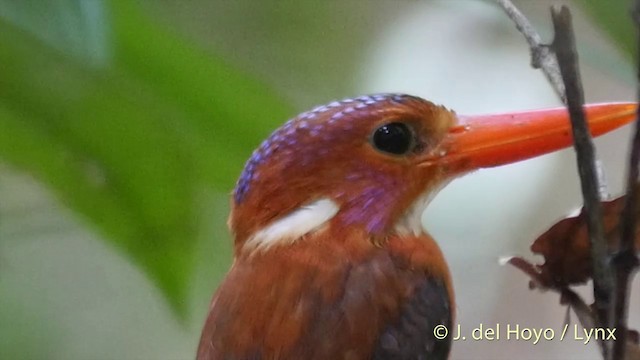 Sulawesi Dwarf-Kingfisher - ML201414661