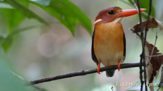 Sulawesi Dwarf-Kingfisher - ML201414671