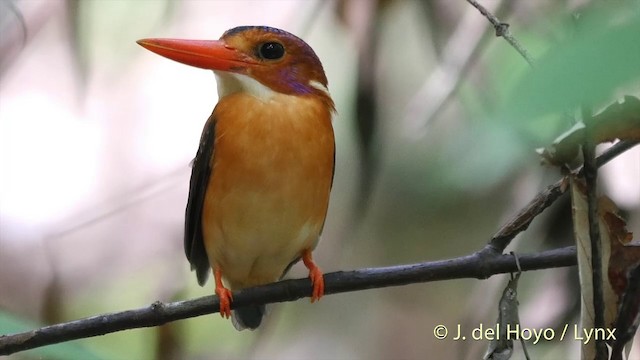 Sulawesi Dwarf-Kingfisher - ML201414681
