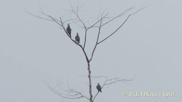 Green Imperial-Pigeon (Rufous-naped) - ML201414781