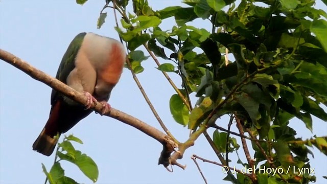 Green Imperial-Pigeon (Rufous-naped) - ML201414791