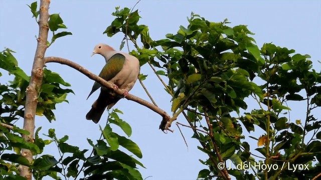 Green Imperial-Pigeon (Rufous-naped) - ML201414801
