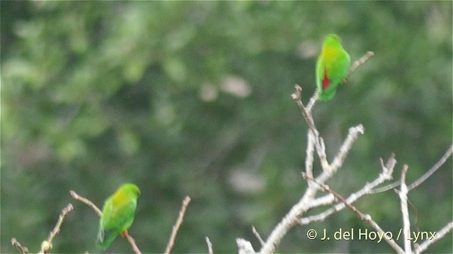 Sulawesi Hanging-Parrot - ML201414871