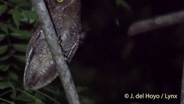 Sulawesi Scops-Owl - ML201414931