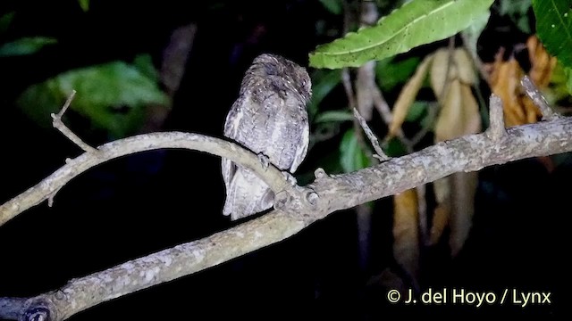 Sulawesi Scops-Owl - ML201414941