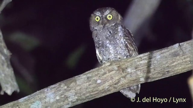 Sulawesi Scops-Owl - ML201414951