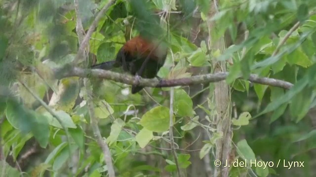 Yellow-billed Malkoha - ML201415021