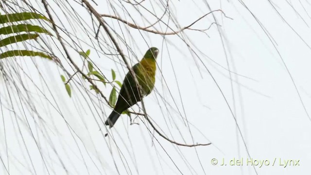 Yellow-breasted Racquet-tail - ML201415071