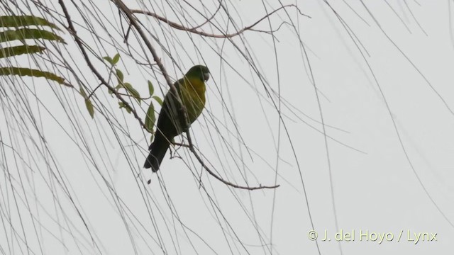 Yellow-breasted Racquet-tail - ML201415091
