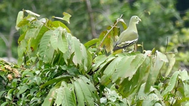 Gray-cheeked Green-Pigeon - ML201415191