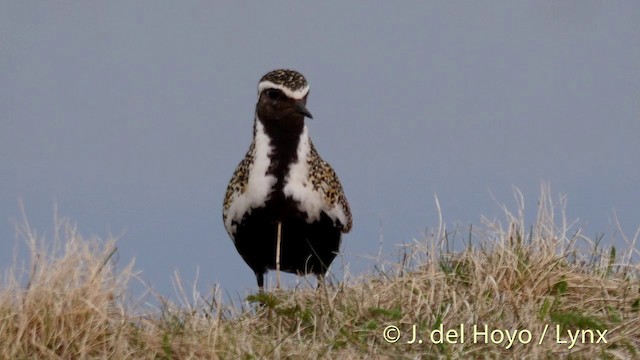  - European Golden-Plover