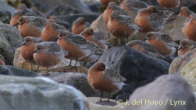 Red Knot - ML201415691